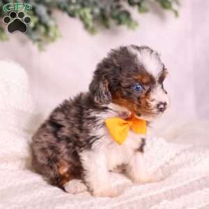 Murphy (tiny), Mini Bernedoodle Puppy